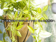 [START-328] 悩める男性を緩急つけた手淫・口淫と優しい多幸淫語で正しい射精へ導いてくれる - 3of5